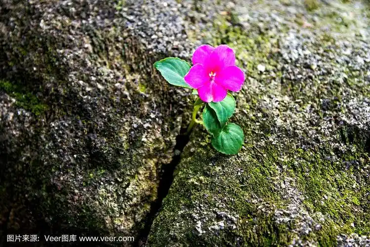 岩石上绽开了一朵野花