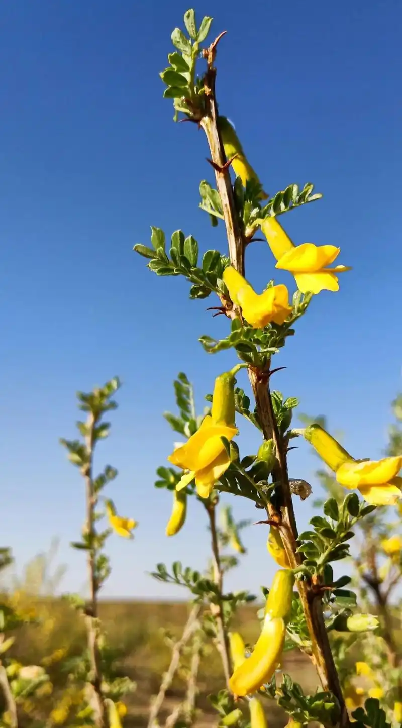 又一波美颜上线鄂托克前旗的柠条花海先睹为快
