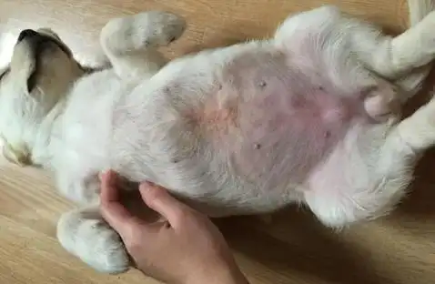 一,狗真菌感染1,症状狗感染真菌的症状主要表现为癣斑,脱毛,皮肤红肿