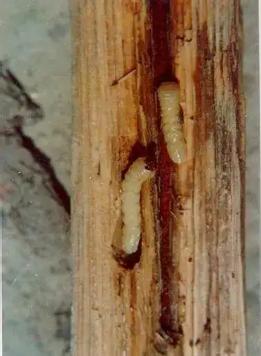 松材线虫那些事儿