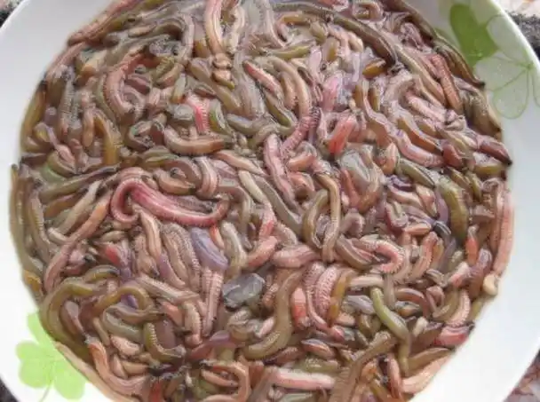 这么恶心的东西竟然是江门特产?最贵还卖到300元/斤!你敢吃吗?