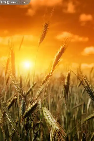 麦穗背景图片金色的天空素材