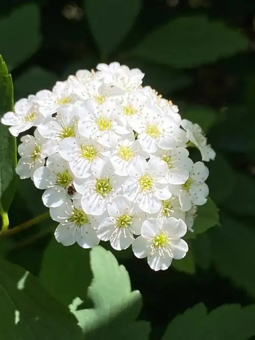 菱叶绣线菊阳光下的洁白