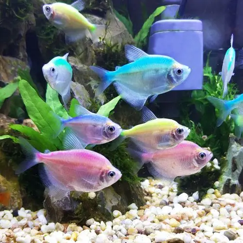 彩裙活体热带观赏鱼淡水鱼小型游鱼灯火鱼水水草鱼