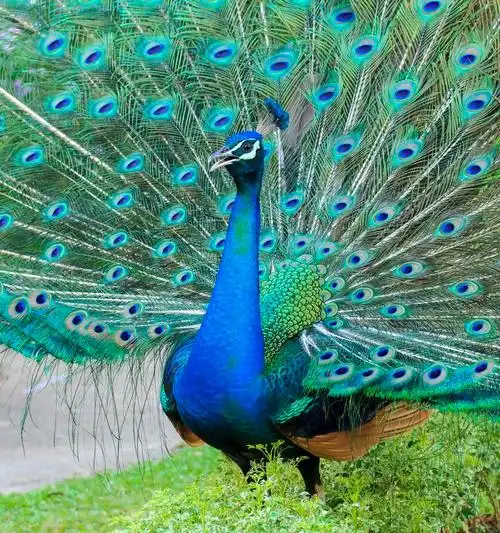 孔雀开屏(孔雀开屏图片)