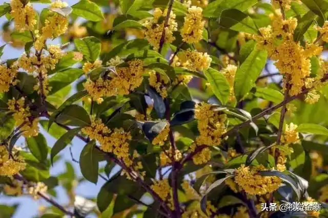 桂花树能长多高多大(国内发现最大的桂花树)