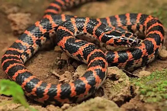 赤练蛇市场价格多少钱一条赤练蛇有毒吗