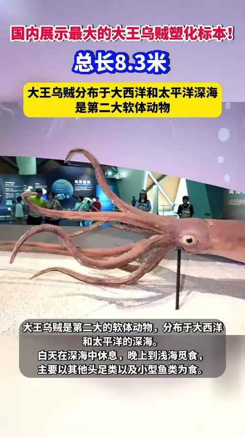 国内展示最大的大王乌贼塑化标本!总长8.