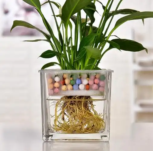 水栽花有哪些(揭秘真正适合水培的7种花)