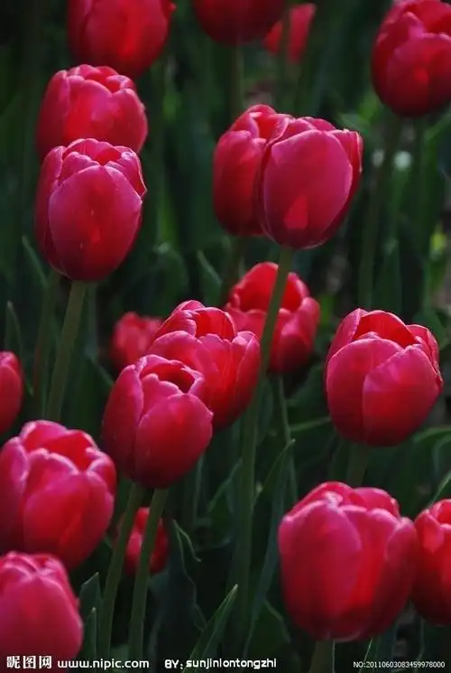 千姿百态的花花草草