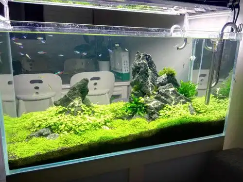 90迷你矮草缸2个多月景色小照. - 水草造景 - cta南美水族