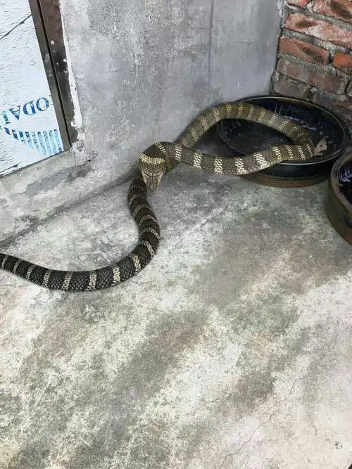 kc女神的庞然大物动物学家奈杰尔·马文与眼镜王蛇共舞bbc嘉宾主持