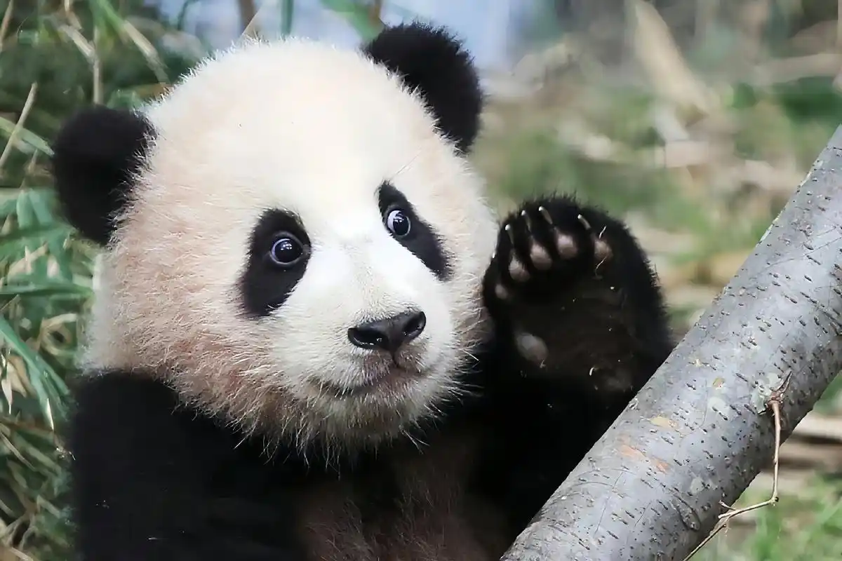 【超清】一组超可爱的福宝写真(可做ipad壁纸)