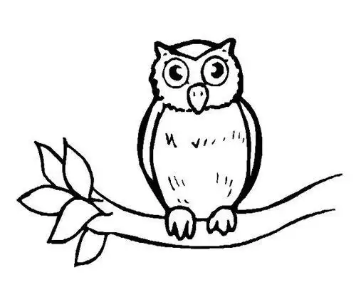 树上的猫头鹰简笔画图片大全