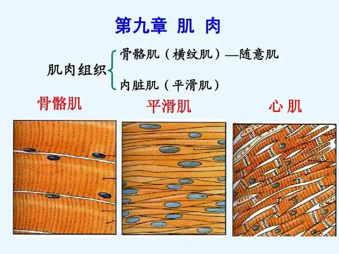 第9章肌肉ppt_word文档在线阅读与下载_免费文档