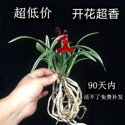 超香超好卖  金边矮种兰花 漂亮带边艺 四季兰花卉盆栽兰花 开花