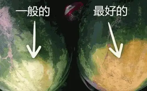 西瓜也有公母之分, 母的更甜更好吃, 你知道要怎么区分么