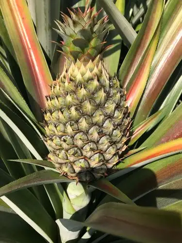 咱农场的16号凤梨生长过程