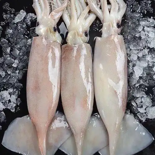 整只大鱿鱼新鲜活冻速冻深海鱿鱼乌贼章鱼八爪鱼迷你八爪烧烤火锅