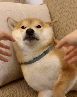 超级可爱的宠物  优秀的铲屎官们 你们怎么能够满足于朋友圈晒狗狗呢