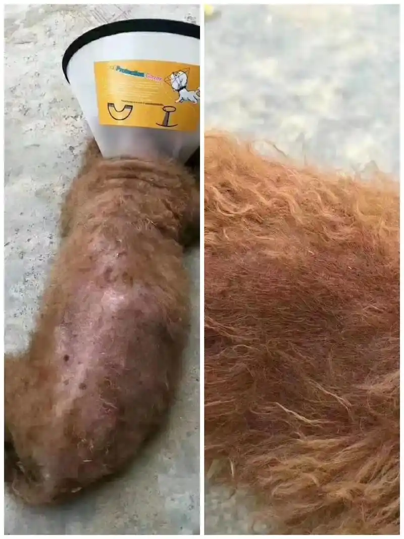 狗狗得皮肤病了怎么办,狗狗真菌感染怎么回事 狗狗长毛反馈   - 抖音
