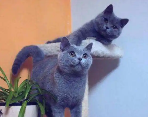 英短蓝猫眼睛变色过程