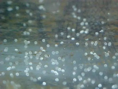 金鱼是卵生,刚生出来就是鱼卵,圆形透明的,直径大概1毫米左右.