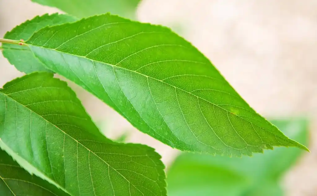 叶的详细信息,樱桃树的叶的特写.