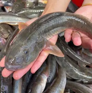 鲜活大沙光鱼推浪鱼新鲜沙逛鱼海鲶鱼海鱼连云港特产小龙鱼