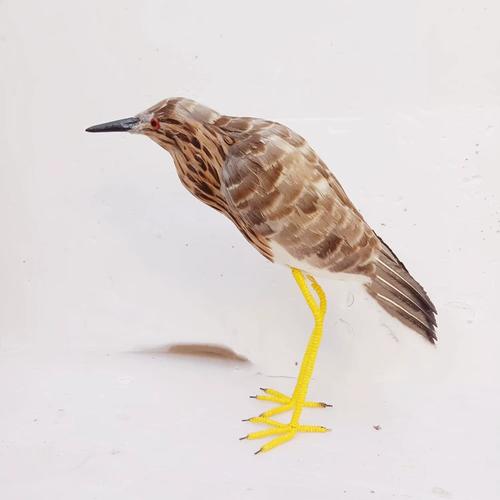 动物模型 仿真夜鹭羽毛黑冠夜游鸟园林摆件展览展厅摄影道具玩具