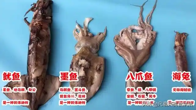 乌贼和章鱼的区别鱿鱼墨鱼八爪鱼海兔的区别及不同吃法