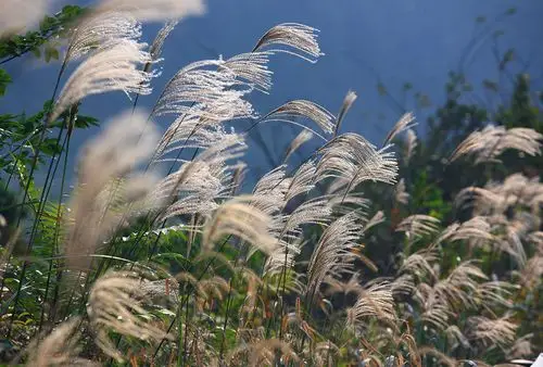秋天,芦苇,阳光,秋色,天空,户外,风