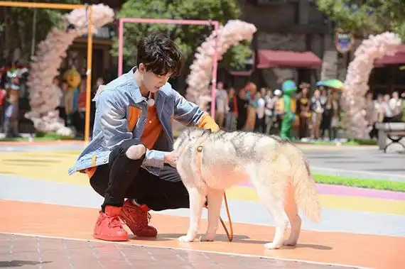 【图】《奔跑吧》任嘉伦认真boy上线 被赞认真的样子最帅