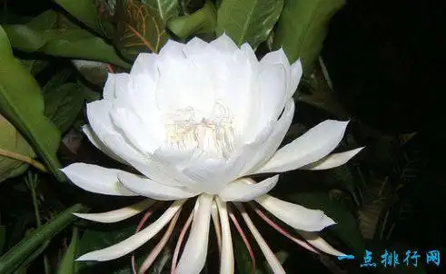 世界上最贵的花 最美"昙花"无价