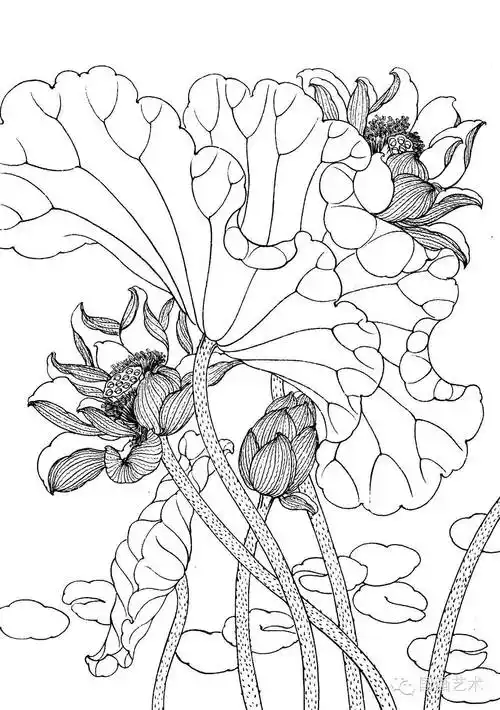 请收好这一组高清白描荷花画稿