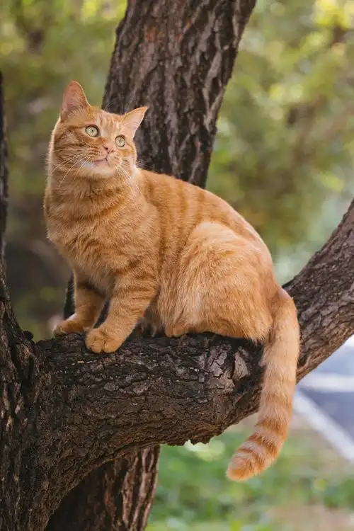 我家有宠初成长##橘猫