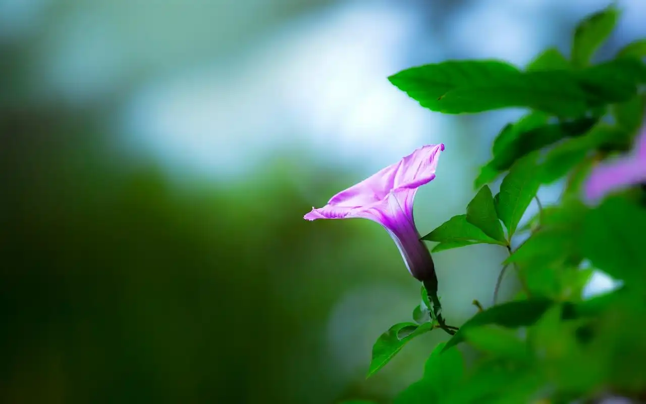 牵牛花绿色护眼植物高清图片桌面壁纸