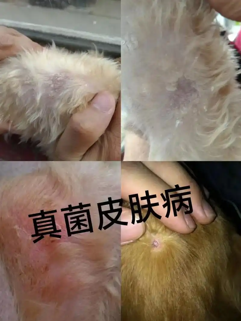 狗狗皮肤病的类目很大,毛囊炎,脓包疮,真菌,皮炎等等等,但大 - 抖音