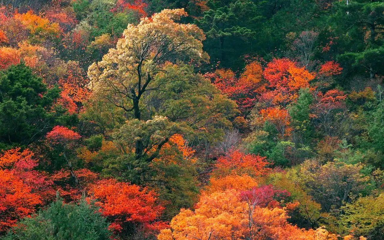 初秋唯美枫叶风景图片桌面壁纸