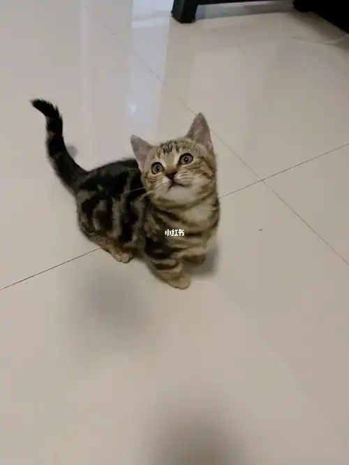 稀有色矮脚金虎斑妹妹找新家