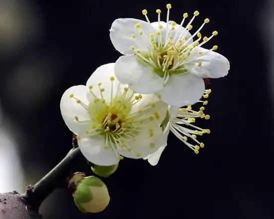 梅花品种分类及花卉图片大全