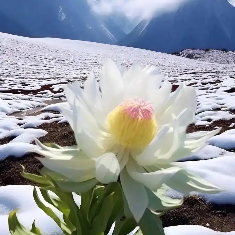 雪莲纯洁🍒一尘不染👍雪山花仙👍寒爽美👻 😂😂😂雪莲