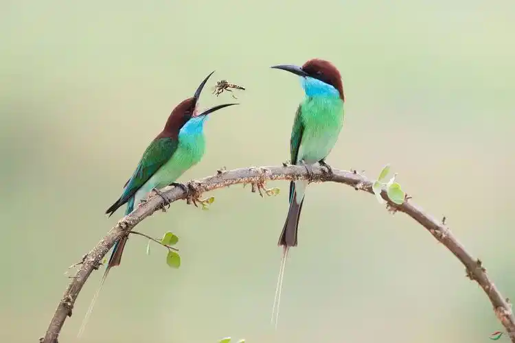 枝上的鸟儿成双对