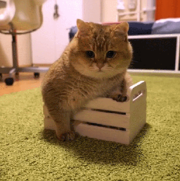 搞笑gif图片:耗子你别怕,我是和你闹着玩的|耗子|猫咪|gif图片_新浪