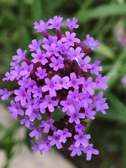 小花花穿个粉紫色