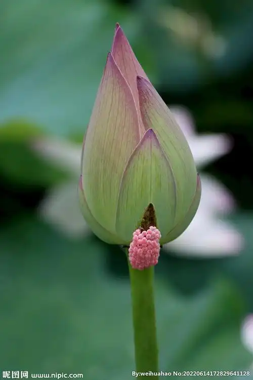 荷花花苞