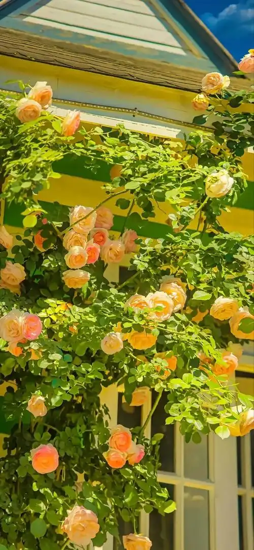 23 手机壁纸 | ins高级秋天治愈系风景 - 知乎