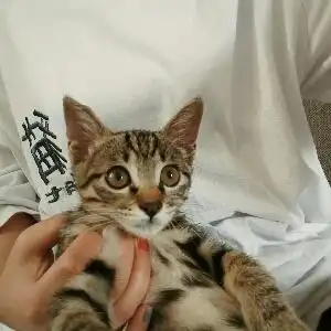 二房东的富贵猫