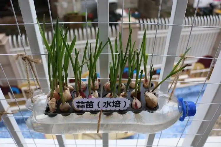 生机勃勃,源于自然——金锁幼儿园开展自然角评比活动