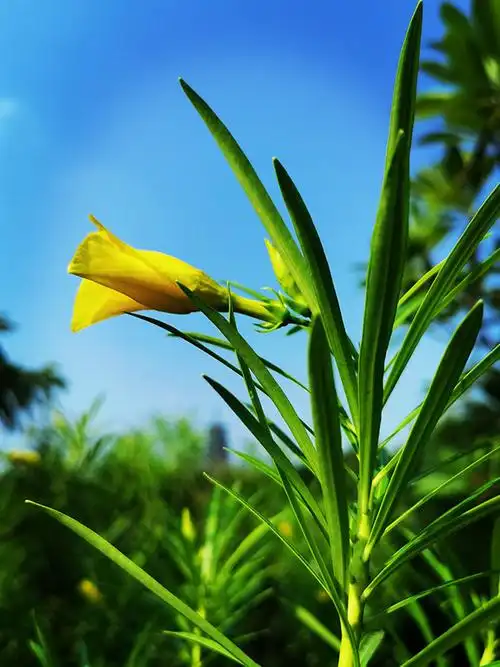 一朵野花摄影高清图片下载